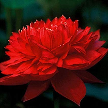 lotus flower fully red