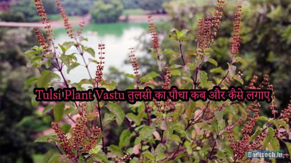 Tulsi Plant Vastu तुलसी का पौधा कब और कैसे लगाए