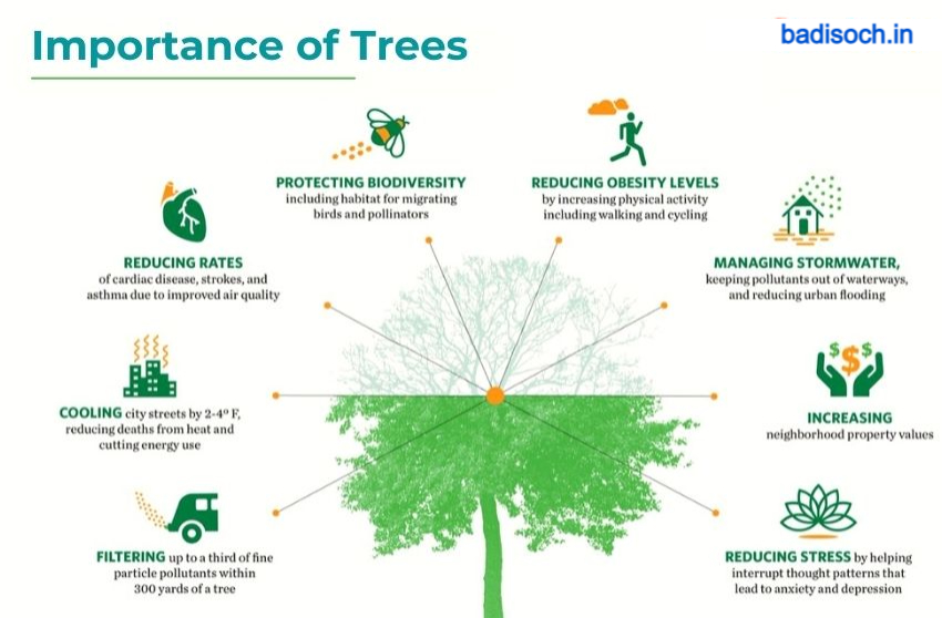 the importance of trees