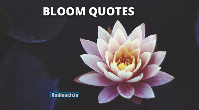 Bloom Quotes