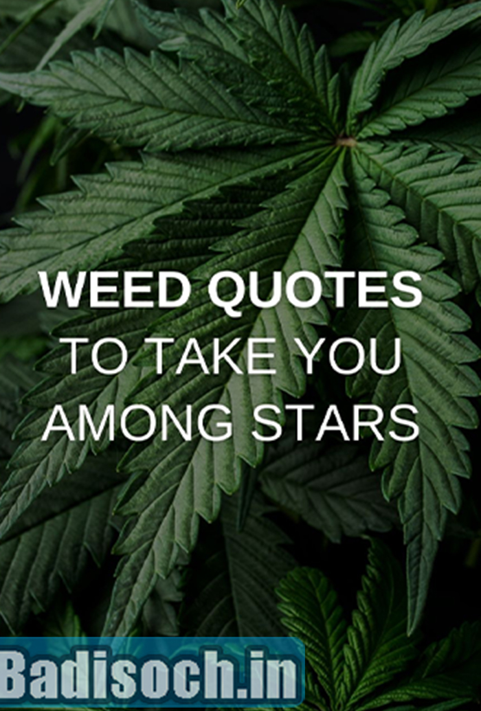 Stoner Quotes 2023 for the Next time you light that Blunt, Inspirational,  Saying, Massages, Images - बड़ी सोच