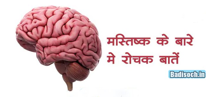 Human Brain In Hindi 