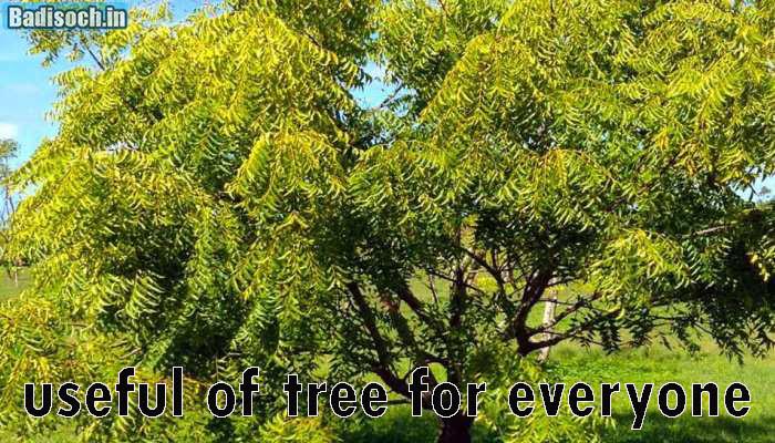 useful of tree for everyone
